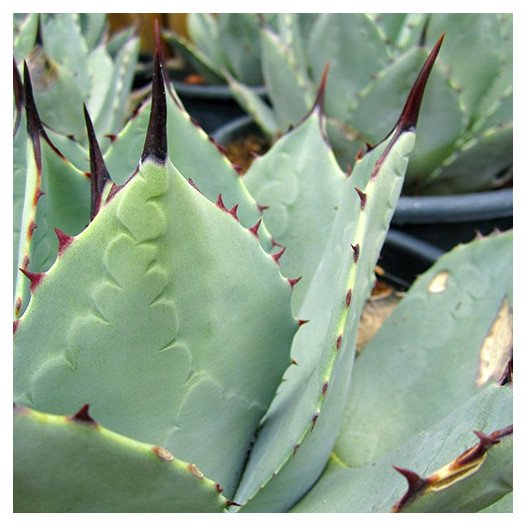 Artichoke Agave  - Agave parryi var. truncata