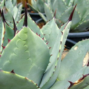 Artichoke Agave - Agave parryi var. truncata