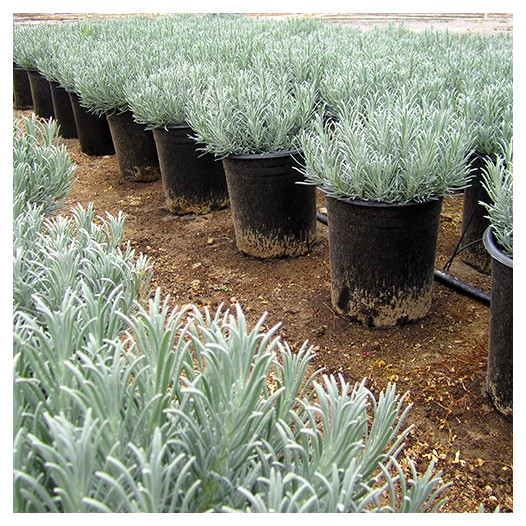 Lavender Grosso Plants For Sale