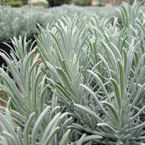 Purple Lavandin - lavandula x intermedia 'Grosso'