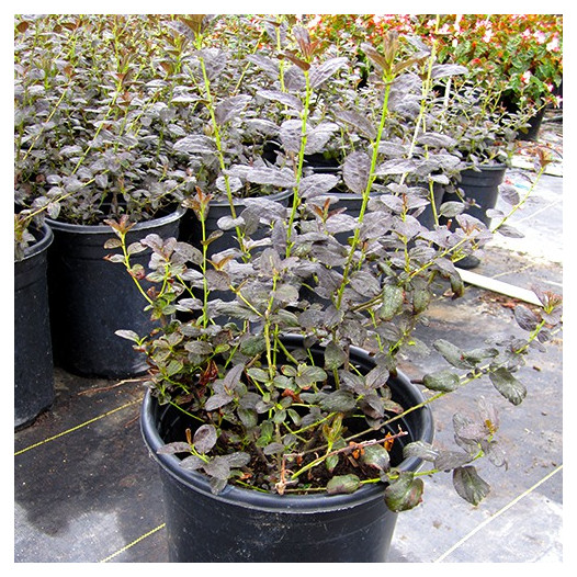 Tuxedo California Lilac - Ceanothus 'Tuxedo'