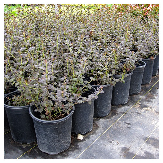 Tuxedo California Lilac  - Ceanothus 'Tuxedo'