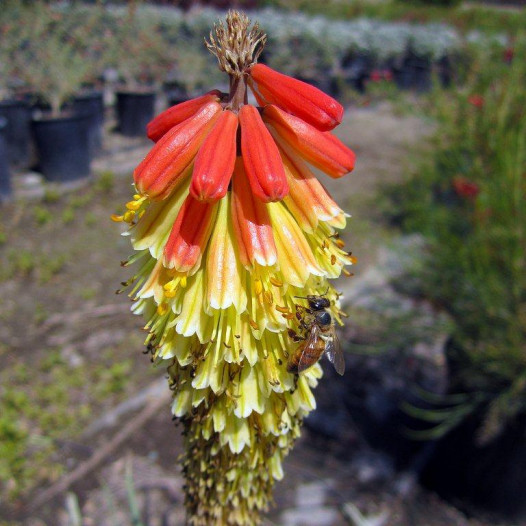 Torch Lily (Red Hot Poker)  - Kniphofia Uvaria