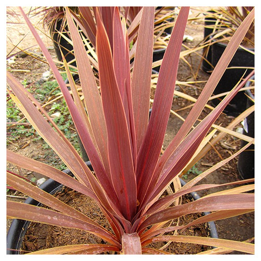 Red Grass Palm  - Cordyline australis 'Dark Star'