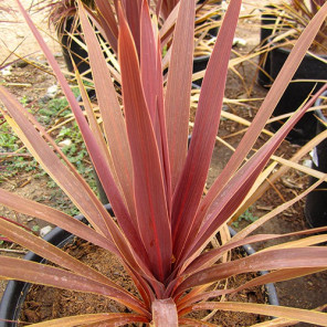 Red Grass Palm - Cordyline australis 'Dark Star'