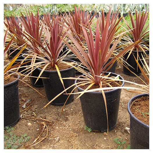 Red Grass Palm  - Cordyline australis 'Dark Star'