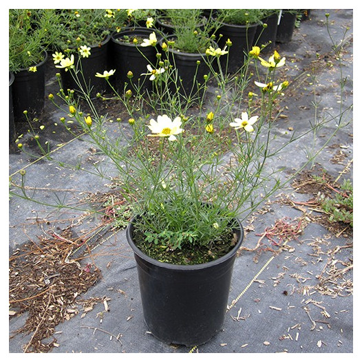 Tickseed  - Coreopsis verticillata 'Moonbeam'