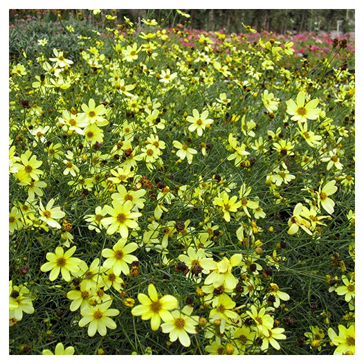 Tickseed  - Coreopsis verticillata 'Moonbeam'