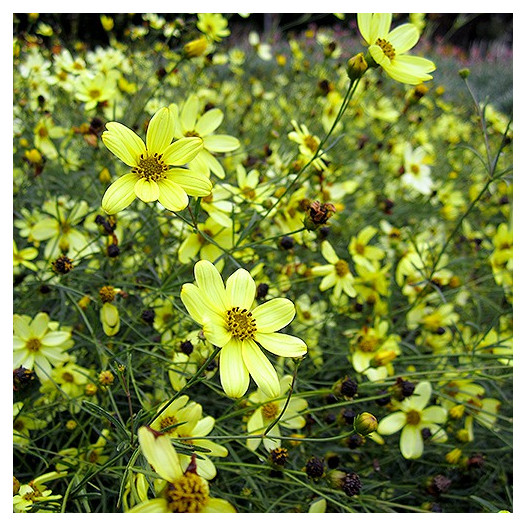 Tickseed  - Coreopsis verticillata 'Moonbeam'