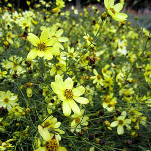 Tickseed - Coreopsis verticillata 'Moonbeam'