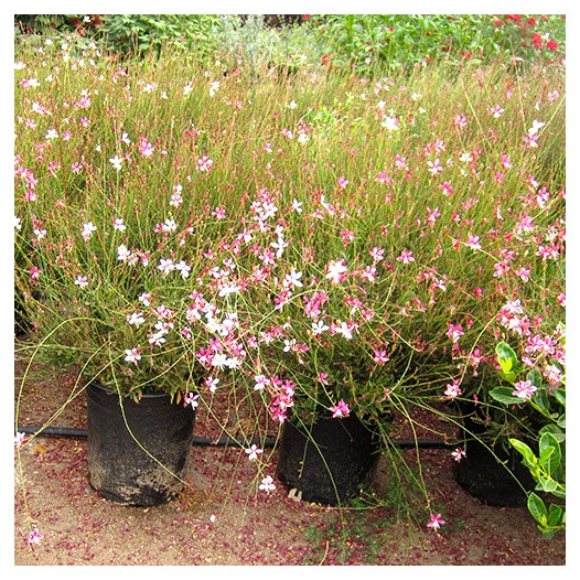 Gaura  - Gaura lindheimeri