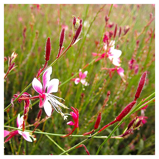 Gaura  - Gaura lindheimeri