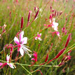 Gaura - Gaura lindheimeri