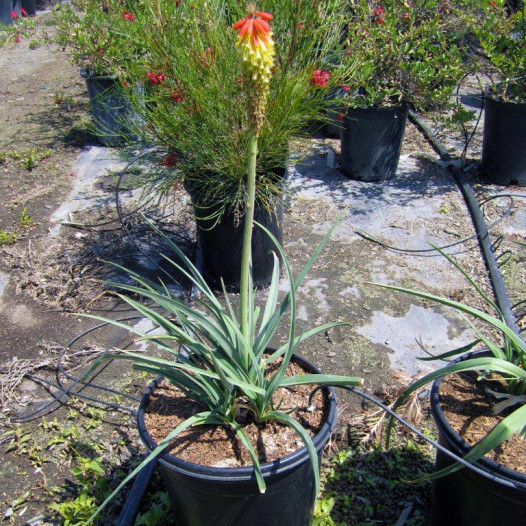 Torch Lily (Red Hot Poker)  - Kniphofia Uvaria