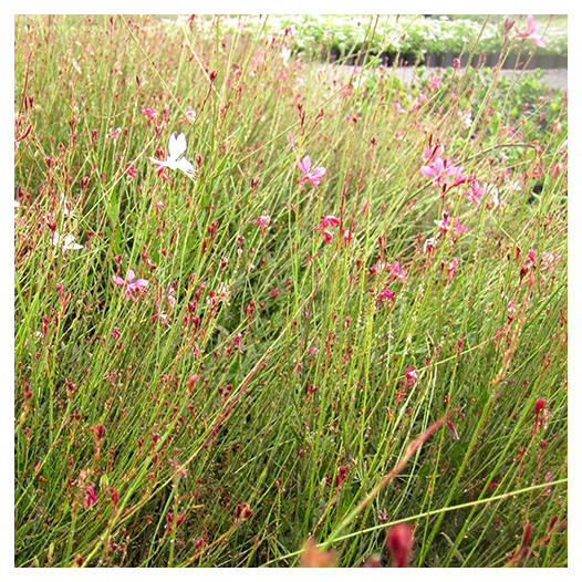 Gaura  - Gaura lindheimeri