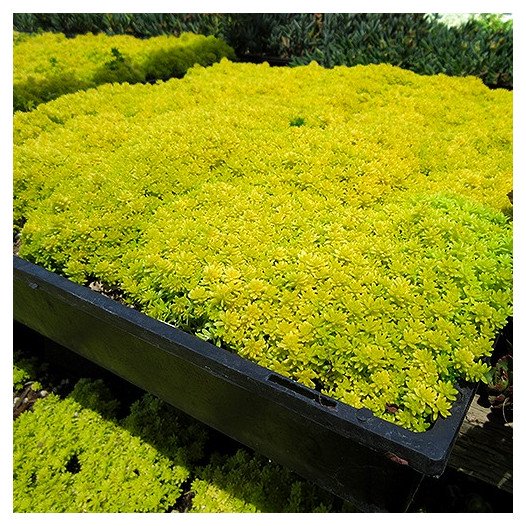 Gold Moss Sedum  - Sedum 'De Oro'