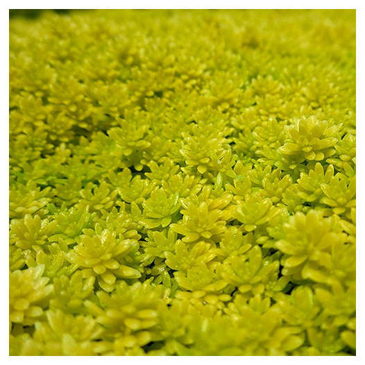 Gold Moss Sedum  - Sedum 'De Oro'