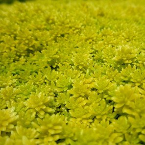 Gold Moss Sedum - Sedum 'De Oro'