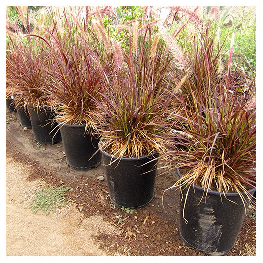 Red Fountain Grass  - Pennisetum setaceum 'Rubrum'