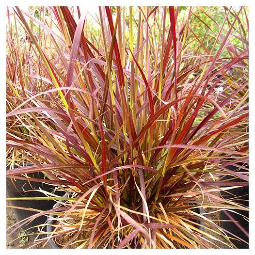 Red Fountain Grass  - Pennisetum setaceum 'Rubrum'