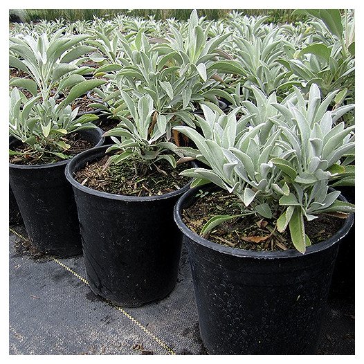 How to Grow and Use White Sage