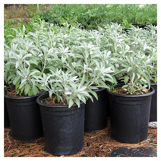 White Sage  - Salvia apiana