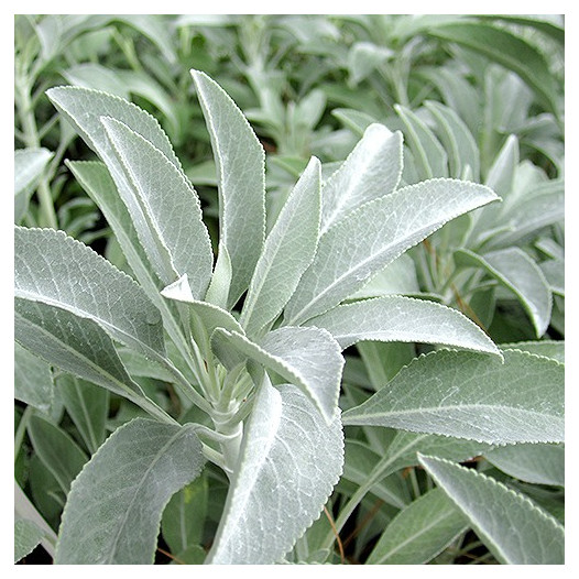 White Sage  - Salvia apiana