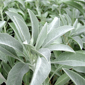 White Sage - Salvia apiana