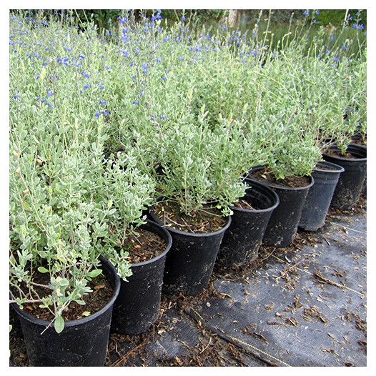 Germander Sage - Salvia chamaedryoides