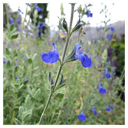 Germander Sage  - Salvia chamaedryoides