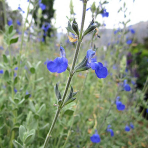 Germander Sage - Salvia chamaedryoides