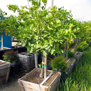 Washington Navel Orange Tree - Citrus sinensis Washington