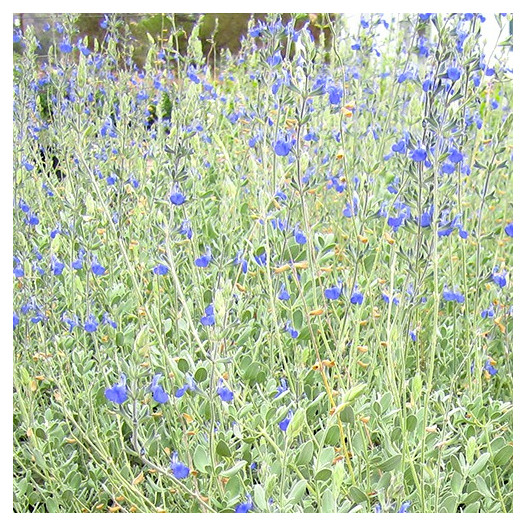 Germander Sage - Salvia chamaedryoides