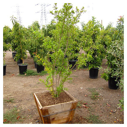 Fruiting Pomegranite  - Punica granatum 'Wonderful'