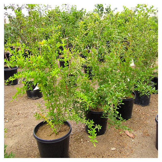 Fruiting Pomegranite - Punica granatum 'Wonderful'