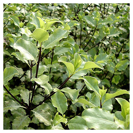 Kohuhu - Pittosporum tenuifolium