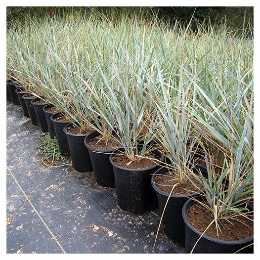 Canyon Prince Wild Rye - leymus condensatus 'Canyon Prince'