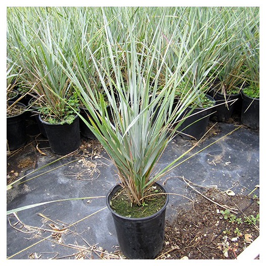 Canyon Prince Wild Rye - leymus condensatus 'Canyon Prince'