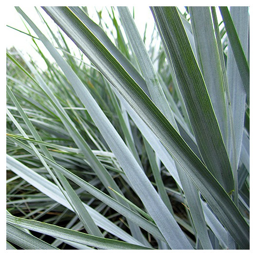 Canyon Prince Wild Rye  - leymus condensatus 'Canyon Prince'