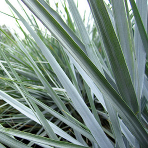 Canyon Prince Wild Rye - leymus condensatus 'Canyon Prince'