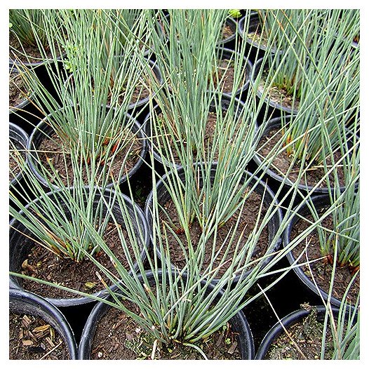Elk Blue California Gray Rush - Juncus patens 'Elk Blue'