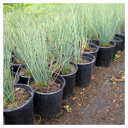 Elk Blue California Gray Rush - Juncus patens 'Elk Blue'