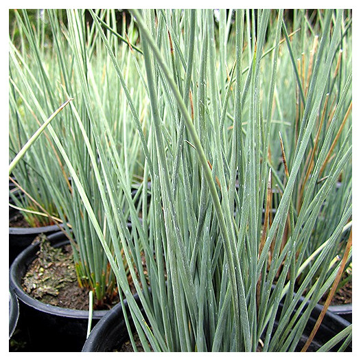 Elk Blue California Gray Rush - Juncus patens 'Elk Blue'