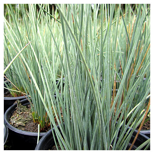 Elk Blue California Gray Rush  - Juncus patens 'Elk Blue'