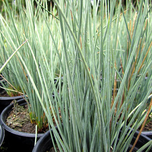 Elk Blue California Gray Rush - Juncus patens 'Elk Blue'