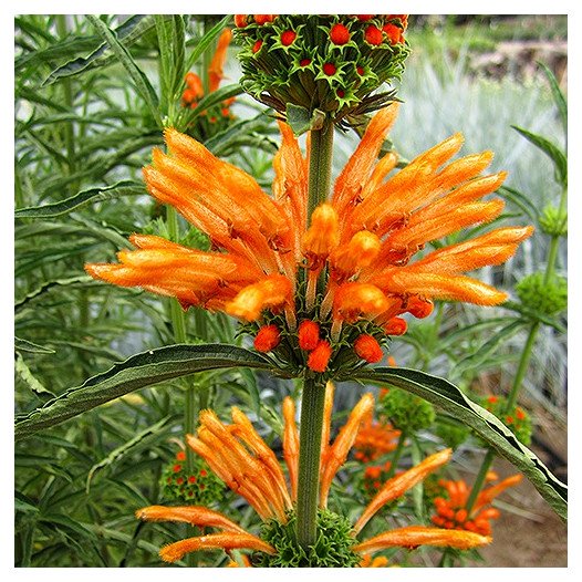 Lion's Tail  - leonotis leonurus