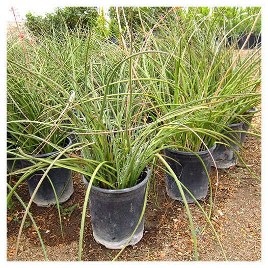 Red Yucca - Hesperaloe parviflora