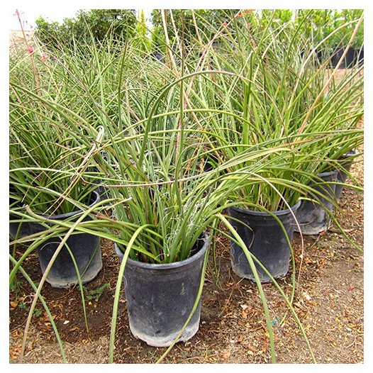 Red Yucca  - Hesperaloe parviflora