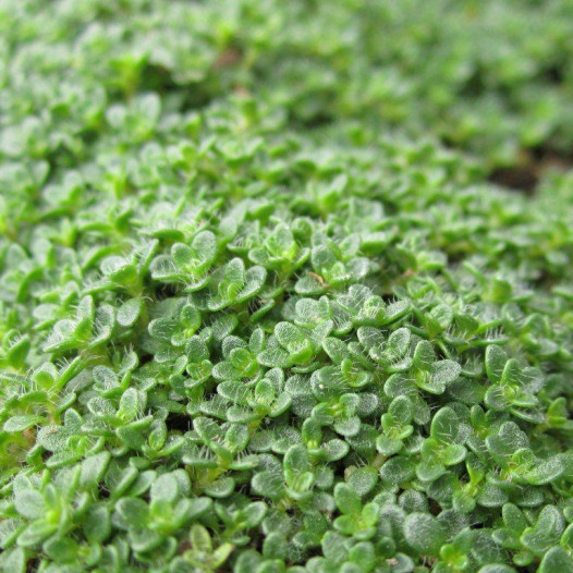 Elfin Thyme  - Thymus Serpyllum 'Elfin'