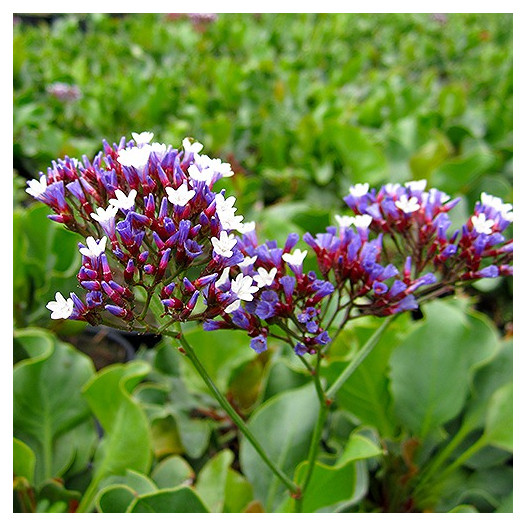 Sea Lavender  - Limonium perezii